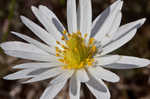 Carolina anemone